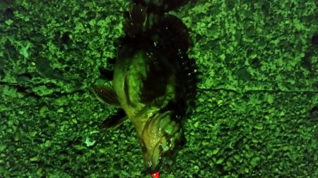 小浜港　ぶっこみ釣りでガシラ